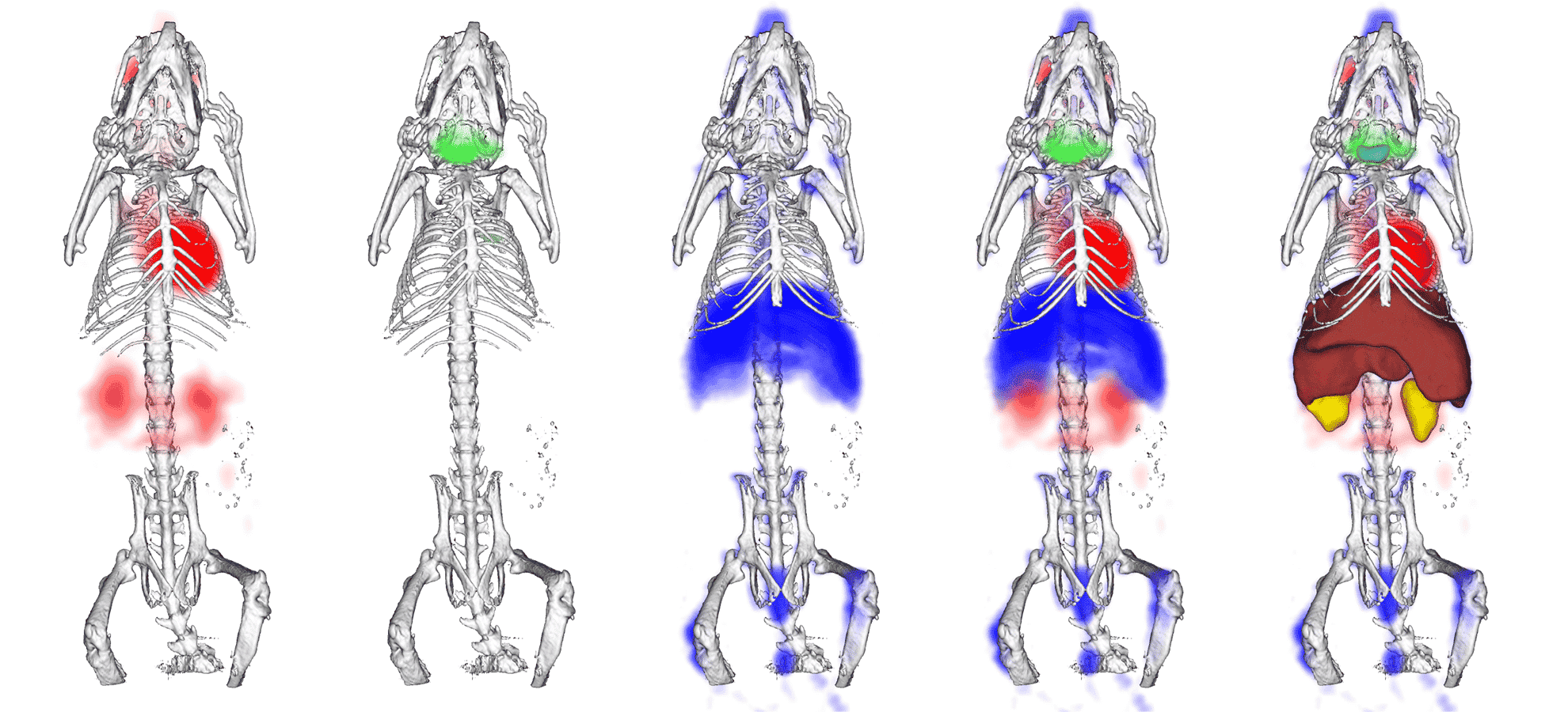 Fig-PET-SPECT-CT.png
