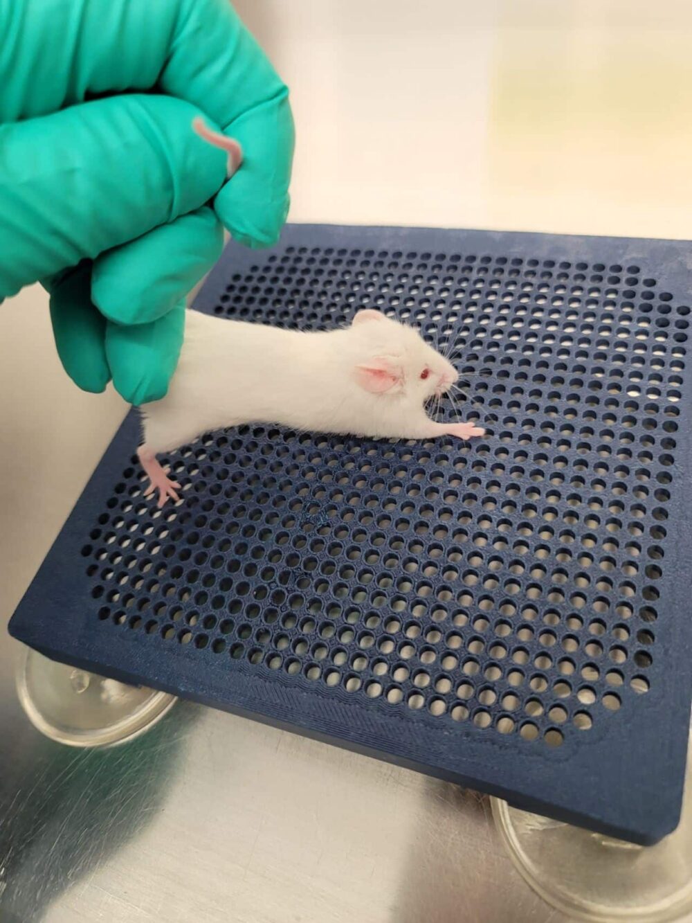 In Vivo Gripper
