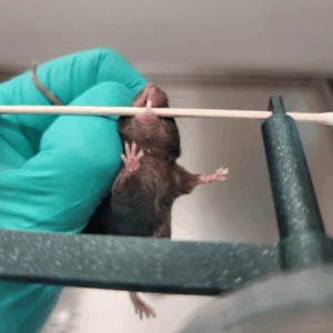 Mouse Malocclusion Holder