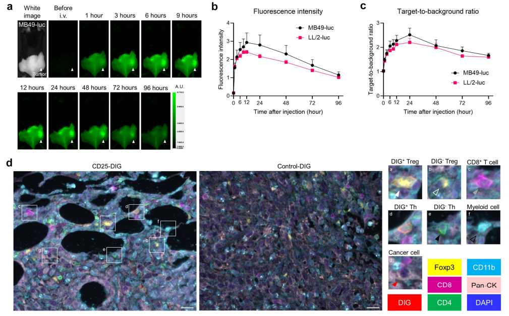 Enhancing Cancer Immunotherapy with PRISM A Breakthrough in Tumor Microenvironment Targeting - MediLumine