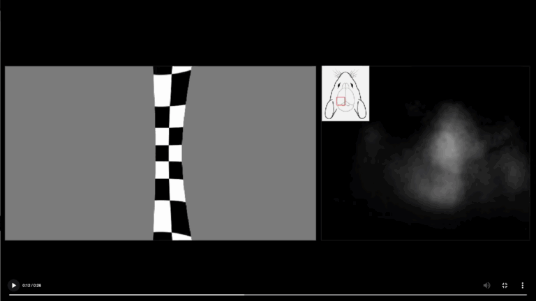 retinotopic mapping medilumine lighttrack ois200